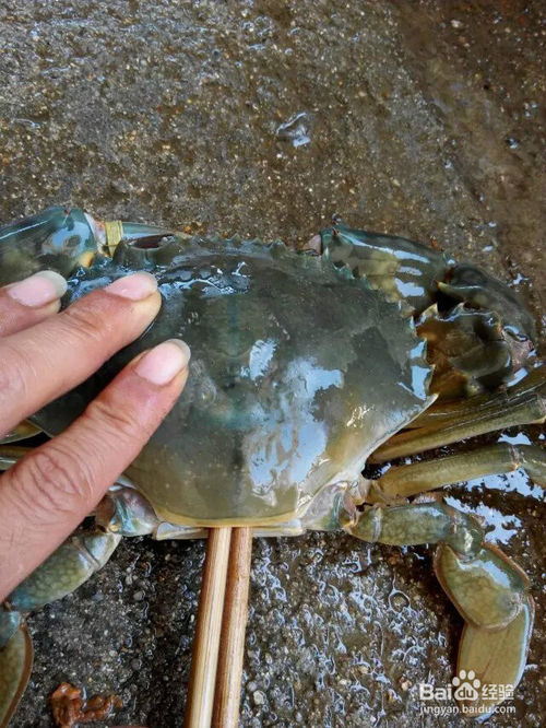 青蟹怎么清洗最干净的方法与技巧