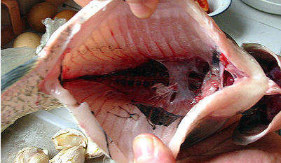 鳊鱼鱼刺分布图图片