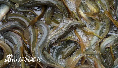 情人节必备 9种可替代“伟哥”食品 