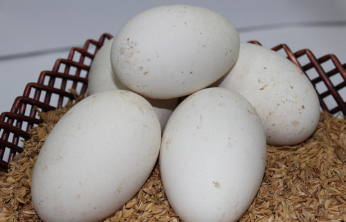 推荐孕妇吃鹅蛋的8种食用方法