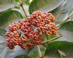 吴茱萸