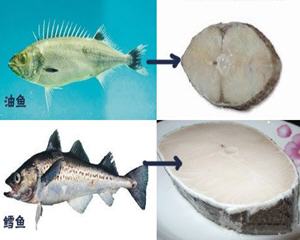 鳕鱼与油鱼的区别和辨别技巧