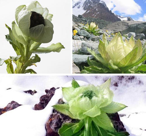 驴友盗挖天山雪莲,可知其生长缓慢功效神奇