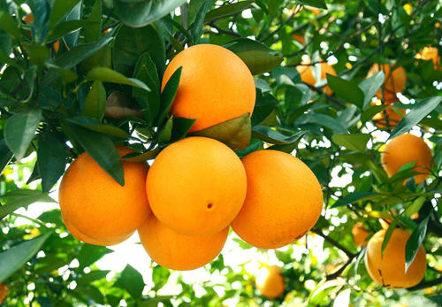 秋季吃橘子的6大好处
