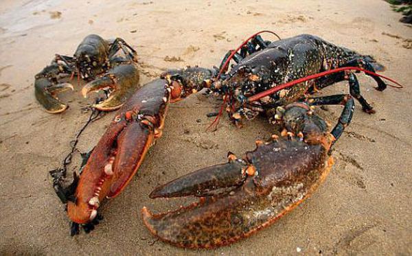 纽约长岛现百岁大龙虾重达24斤 店主捐赠给水族馆.jpg