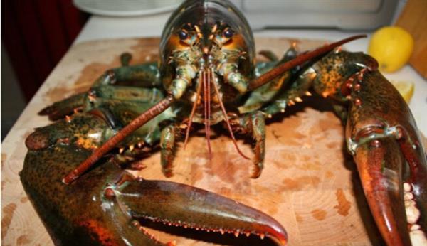 纽约长岛现百岁大龙虾重达24斤 店主捐赠给水族馆.jpg