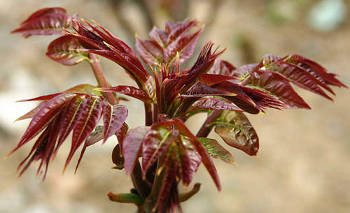 春天清火多吃8类芽菜花茶