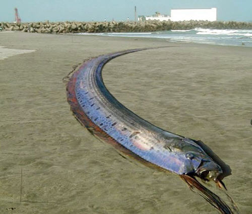 什么是皇带鱼？揭秘古代巨型皇带鱼的恐怖传说-聚餐网
