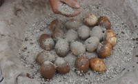 手工自制皮蛋，松花蛋的做法 步骤3