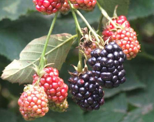 覆盆子和树莓的区别
