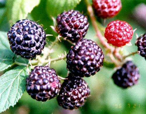 山莓跟黑莓一样吗?山莓和黑莓的区别