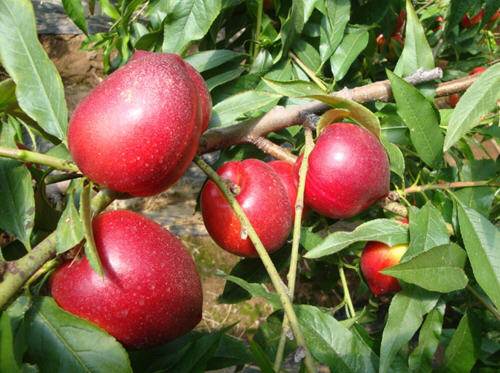 油桃是热性还是凉性?油桃是酸性，碱性还是寒性水果