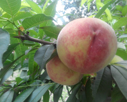 桃子里的虫子是什么虫?吃了桃子里的虫子到肚子里怎么办