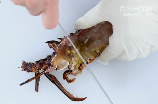 波士顿龙处理方法12