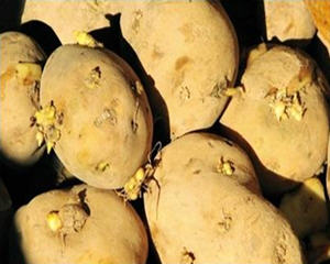 发芽的土豆中含有一种毒素是什么