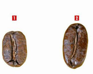 新鲜咖啡豆辨别方法与技巧图解