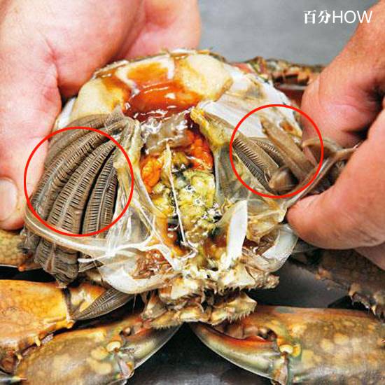 切螃蟹的方法图解教你螃蟹怎样切成小块最方便4