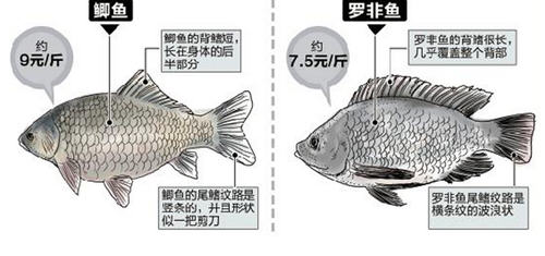 罗非鱼和鲫鱼的区别图片及辨别技巧7