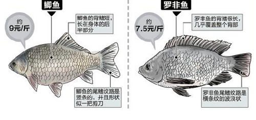 罗非鱼疾病诊断图解图片