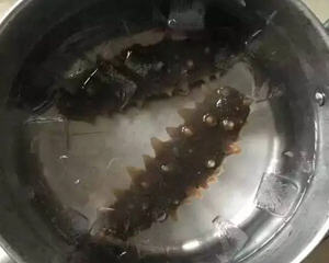 干海参泡发的正确方法