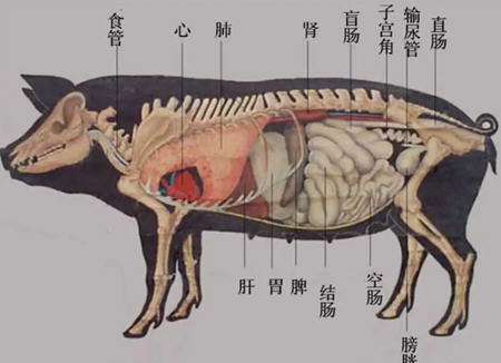 猪下水是什么部位?猪下水包括哪些部位1